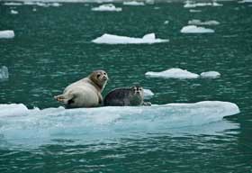 Courtesy of Stu Koretz Seals on Glacier