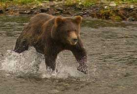 Courtesy of Roger Devore Brown Bear