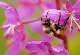 Bartlett Cove Bee